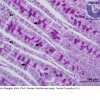 1.d. Tecido Epitelial Glandular - Glândula Exócrina Unicelular - Célula Caliciforme - Intestino Delgado - 400x